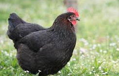 [BEI-2815] OEUFS DE POULES NOIRES DE MARANS
